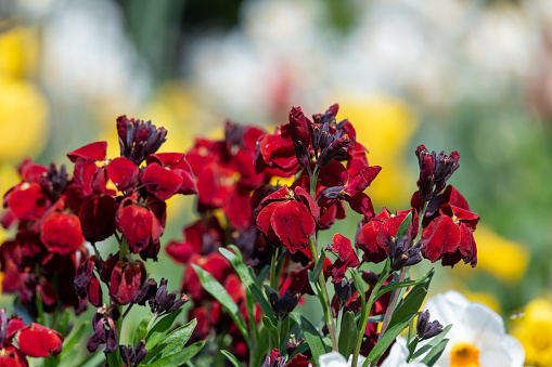 Close up of red wallflowers in bloom