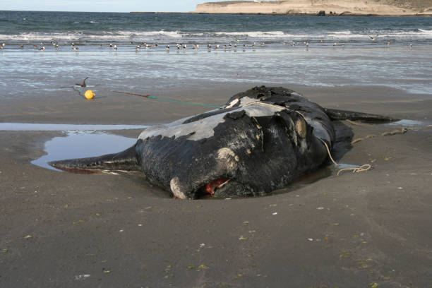 istock Dead Southern right whale 1398253852