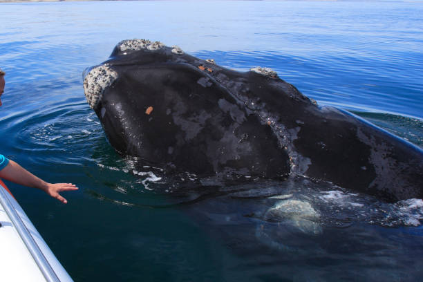 istock Whale watching in Patagonia 1398253899