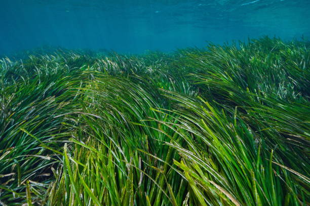 seegras unterwasser mittelmeer posidonia oceanica - aquatisches lebewesen stock-fotos und bilder