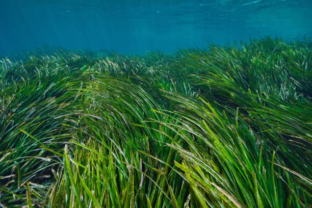 Sea grass underwater Mediterranean Posidonia oceanica stock photo