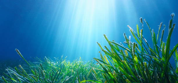 водоросли и естественный солнечный свет под водо�й в морской траве нептуна - sea grass стоковые фото и изображения
