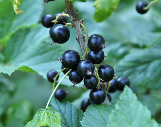 istock On the bush berries are ripe currant. 1398256839