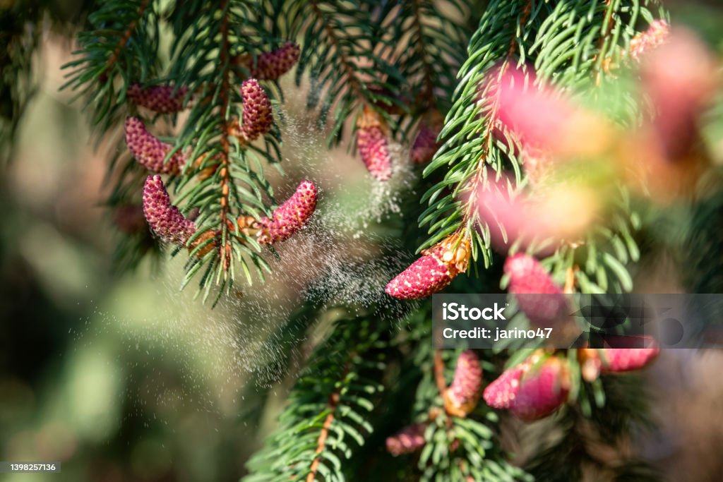 Tree Pollen Falling Pollen Falling From Conifer Tree Stock Photo - Download Image Now ...