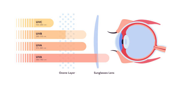 Uv rays and visible light healthcare infographic. Vector flat illustration. UVA, UVB, UVC lights go and reflect by ozone layer and sun block lens to eye ball. Design for uv awareness month. Uv rays and visible light healthcare infographic. Vector flat illustration. UVA, UVB, UVC lights go and reflect by ozone layer and sun block lens to eye ball. Design for uv awareness month. ultraviolet light stock illustrations