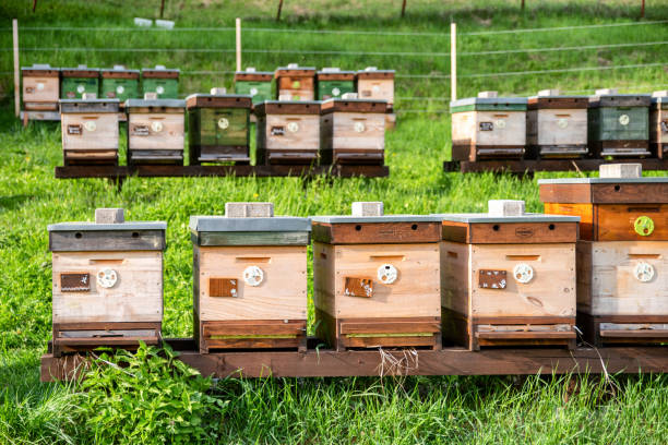 istock Many beehives ion a meadow 1398257748