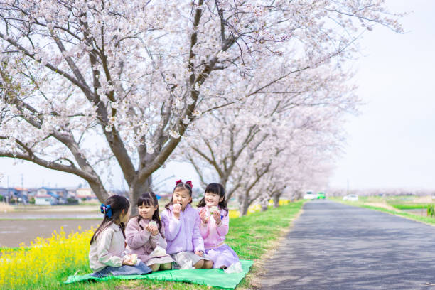 petites filles en pique-nique sous un cerisier - japanese bento photos et images de collection