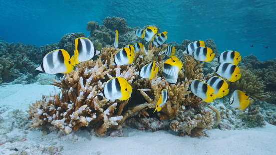 Tropical fish and coral reef underwater ocean (Pacific double-saddle butterflyfish), French Polynesia