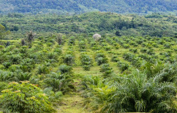 panorama Palm oil from plantation in Aceh, Stock photo