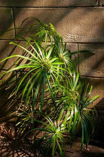 Cyperus alternifolius, the umbrella papyrus, umbrella sedge or umbrella palm, is a grass-like plant. The plant is native to West Africa, Madagascar and the Arabian Peninsula, but cultivated as an ornamental plant worldwide.