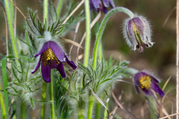 Pasqueflower. Beautiful flower of small pasque flower or pasqueflower on flowering meadow in latin Pulsatilla pratensis Pasqueflower. Beautiful flower of small pasque flower or pasqueflower on flowering meadow in latin Pulsatilla pratensis. pulsatilla pratensis stock pictures, royalty-free photos & images