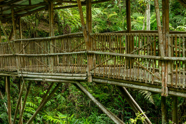 istock A bamboo footbridge in the rainforest. 1398259668