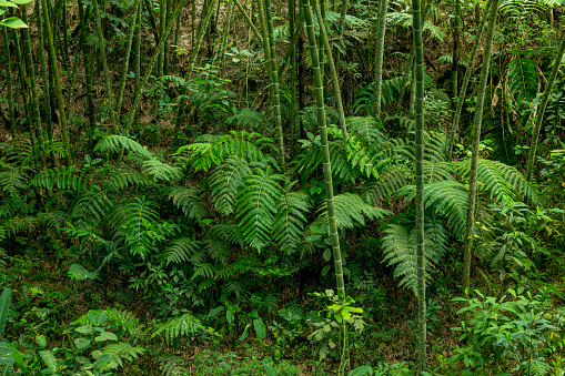 Bamboo and fern in the tropical rainforest, Colombia, South America - stock photo