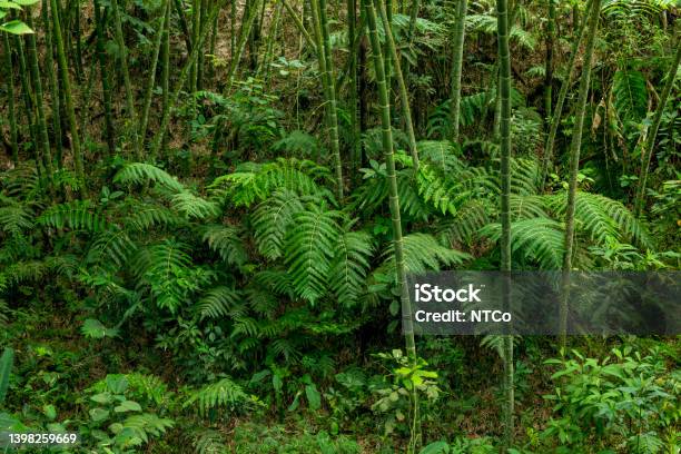 Bamboo And Fern In The South America Tropical Rainforest Stock Photo - Download Image Now