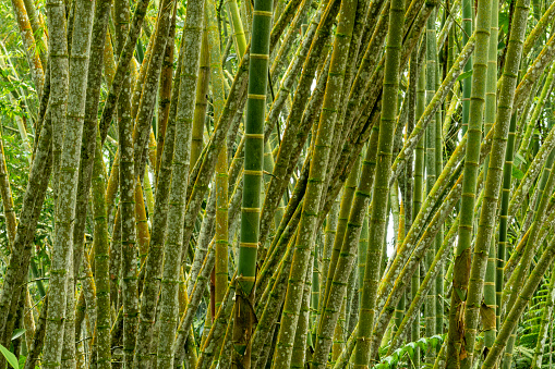 Bamboo trees growing in a tropical forest, Colombia, South America - stock photo