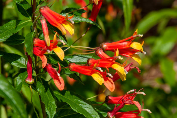 Lobelia laxiflora shrub a perennial with colourful tubular flowers Lobelia laxiflora a perennial is also known as Mexican Lobelia, the plant is native to Mexico, Central America, and Southern Arizona. long stamened stock pictures, royalty-free photos & images