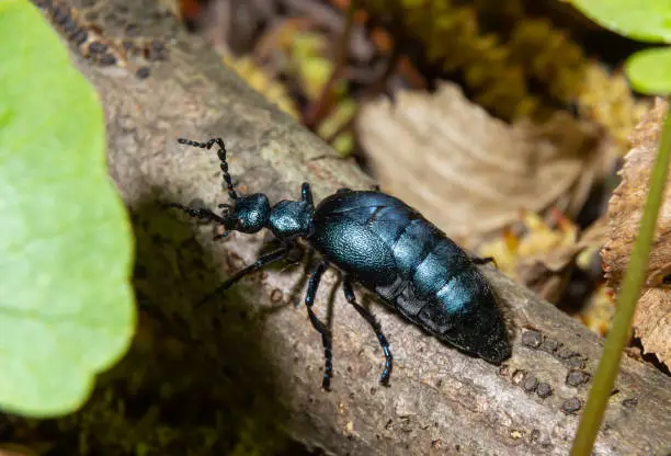 Photo of The violet oil beetle Meloe violaceus, is a species of oil beetle belonging to the family Meloidae. These beetles are present in most of Europe, in East Palearctic ecozone, in the Near East