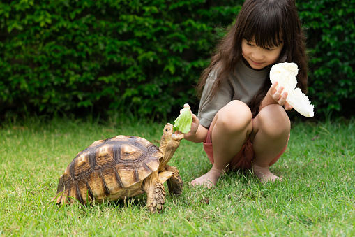 Cute Asian girl sitting and feeding turtles with vegetables on green grass. Concept Turtle (Centrochelys sulcata), pet, dear friend. children feeding animals