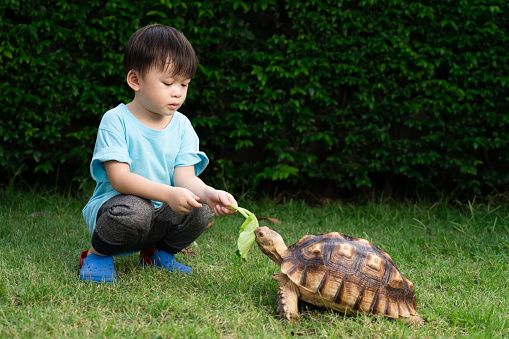 Cute little Asian boy feeding turtles with vegetables on green grass. Concept Turtle (Centrochelys sulcata), pet, dear friend. children feeding animals