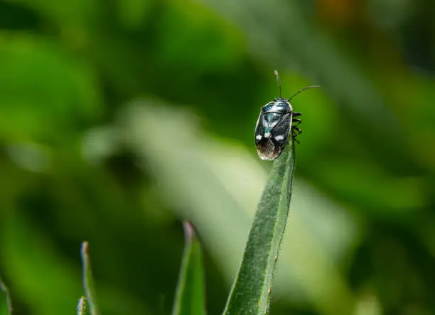 Photo of Cabbage bug, brassica shieldbug, Eurydema oleracea, of the family Pentatomidae on a leaf in a garden. Spring, May