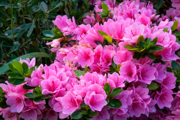 Bright pink azalea flowers in garden Azaleas is a flowering shrub in rhododendron family. Azaleas bloom in the spring their flowers often lasting several weeks. Shade tolerant, they prefer living near or under trees. azalea stock pictures, royalty-free photos & images