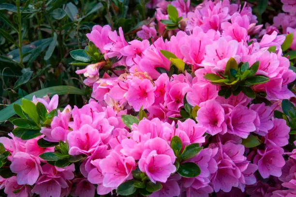 Photo of Bright pink azalea flowers in garden