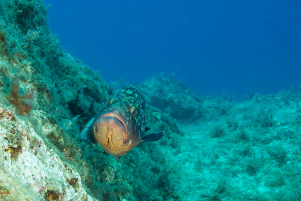 istock Grouper Fish Portrait in Blue Waters 1398261729
