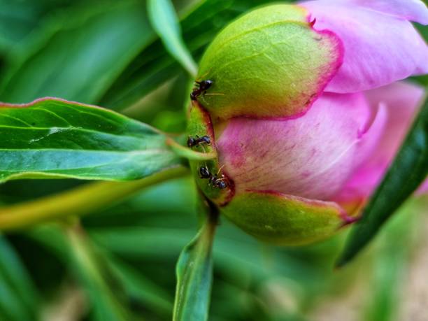 istock The ants on the peony buds... 1398264091