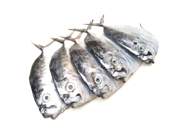 Mene Poisson 40+ Mene Stock Photos, Pictures & Royalty-Free Images - iStock