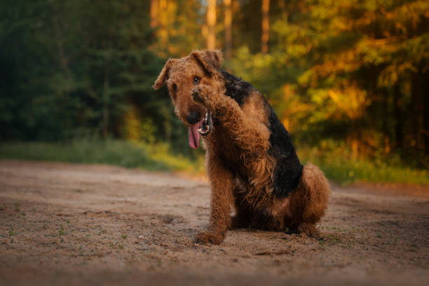 istock Airedale terrier dog happy portrait 1398267003