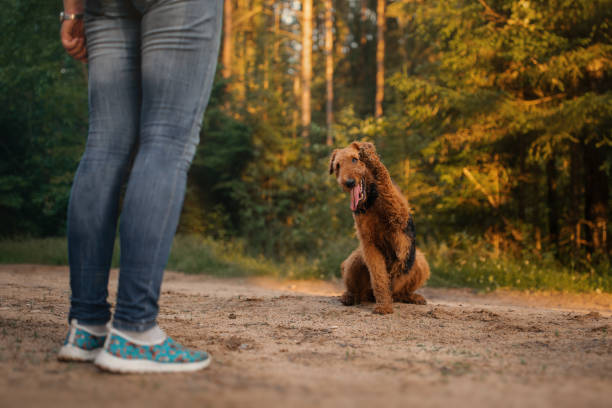 istock Airedale terrier dog happy portrait 1398267019