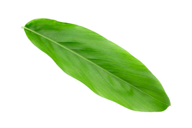 istock Fresh green galangal leaves isolated on white background. 1398267104