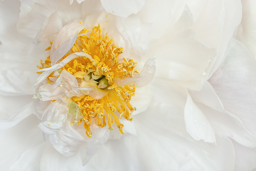Close up white peony flower with yellow stamens, beauty in nature, natural flowery background, soft focus. Delicate Natural fresh blooming flower of peony. Nature floral design wallpaper, screensaver