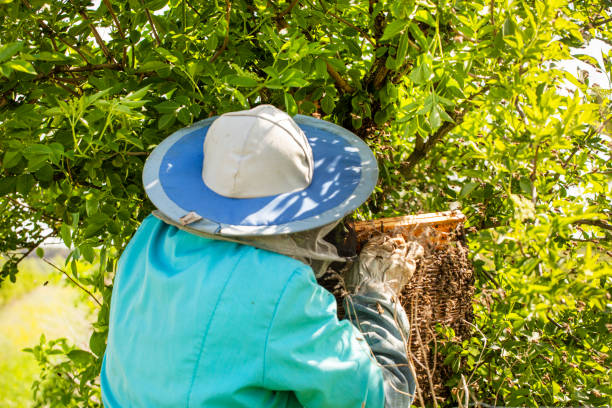 istock beekeeper shuffles a swarm of honey bees from a tree into a basket 1398267372