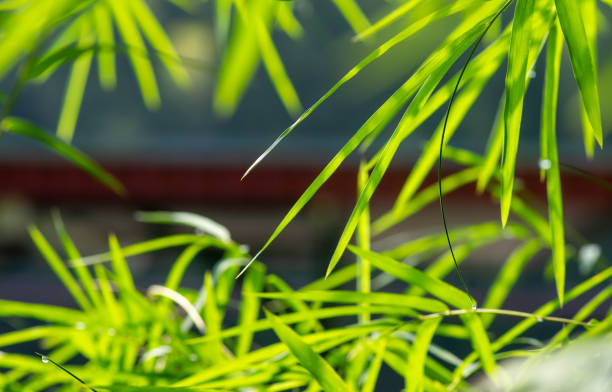 Bamboo green leaves after raining for natural computer background and wallpaper