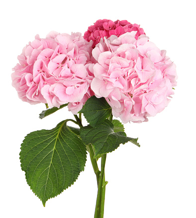 Bouquet of beautiful hortensia flowers on white background