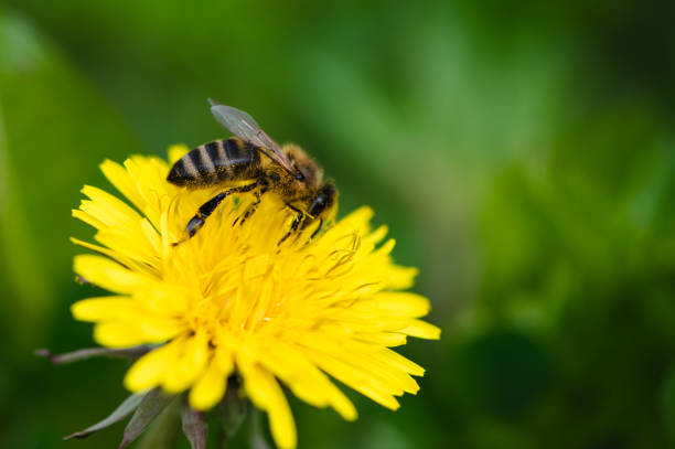 istock Yellow dandelion flowers on the green 1398268030
