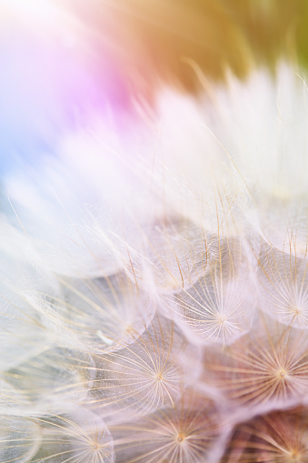 Abstract floral backdrop with dandelion flower over soft pastel color gradient at the background. Spring or summer background. Shallow depth of field