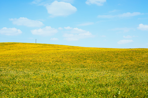 Spring landscape. Beautiful meadow full with colorful flowers and sun shining over the blue bright sky