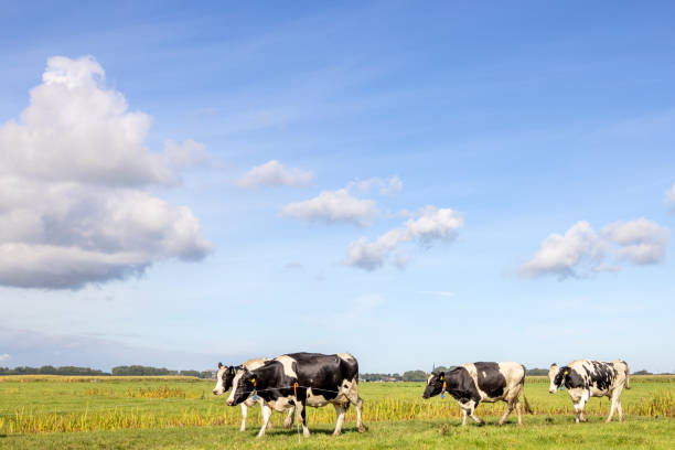 istock Cows walking in a pasture under a blue sky, herd in a row horizon over land 1398268243