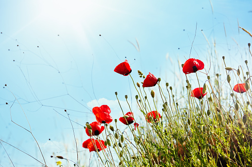 Poppies blooming in a beautiful sunny summer meadow against blue sky. Low angle view