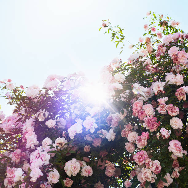 istock Large amount of roses in a sunny spring or summer day 1398268274