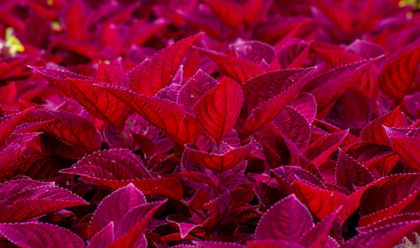 istock Redhead coleus plant (Solenostemon Redhead) for natural computer background and wallpaper 1398268290