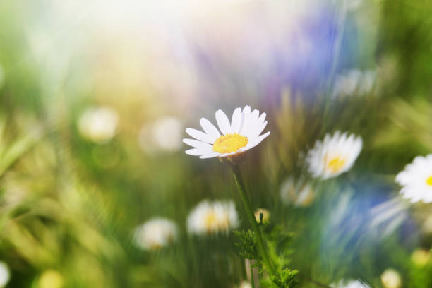 istock Summer field with white daisy flowers 1398268321