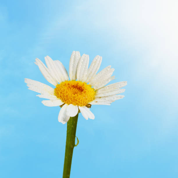 macro photography of spring bloom