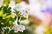 Close-up image of beautiful flowers in a sunny spring or summer day