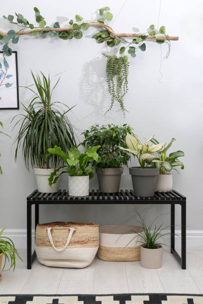 istock Beautiful potted plants near grey wall indoors. Interior design 1398268846