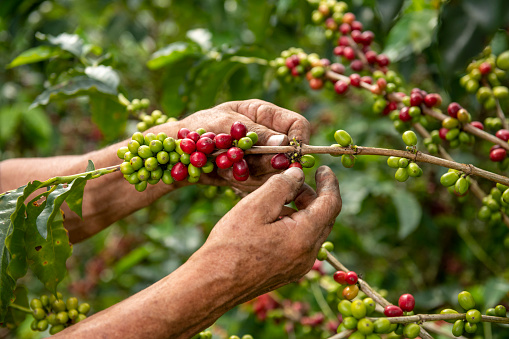 A close up view of a arabica coffee farmer's hands picking ripened beans of a plant on his farm in Colombia, South America
