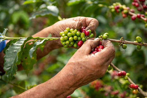 A close up view of a arabica coffee farmer's hands picking ripened beans of a plant on his farm in Colombia, South America
