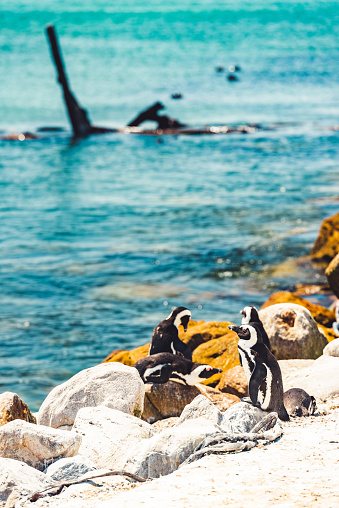 Sunbathing penguins at Boulders Beach, South Africa